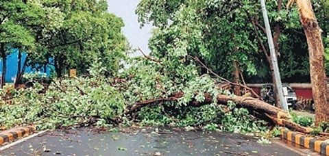 It is learnt that gusty winds uprooted the roadside tree.