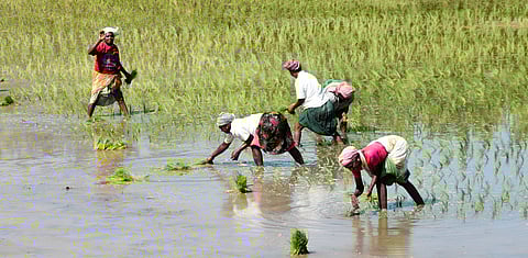 Farm workers planting summer paddy crop seedlings with groundwater support.