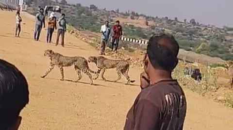A Namibian female cheetah, Jwala, and her four cubs were reportedly pelted with stones by villagers in Madhya Pradesh, while attempting to hunt a cattle calf.