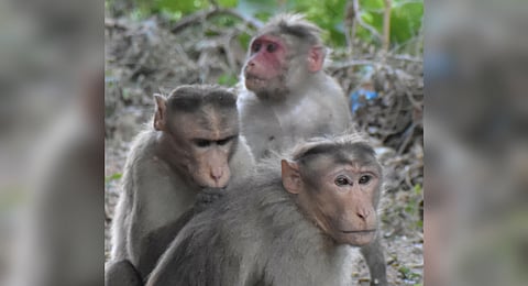 Monkey herd spending leisure time in a temple premises near NaraVari Palli,on Sunday.
