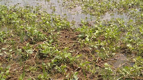 A waterlogged moong crop field.