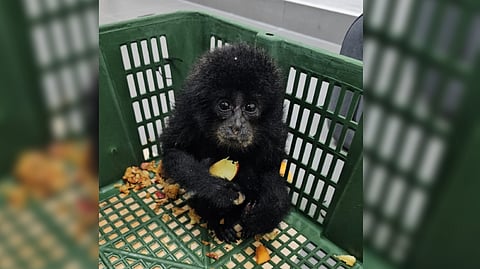 Customs busts exotic wildlife trafficking racket at Bengaluru Airport