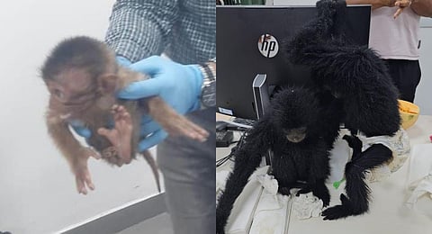 A Northern Pig-tailed Macaque and two Siamang Gibbons