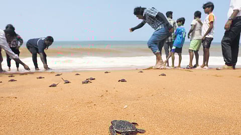 Conservationists of WildLife Trust of India - an NGO - releasing the Olive Ridley Turtle hatchlings to the sea on the Valiyaveli beach