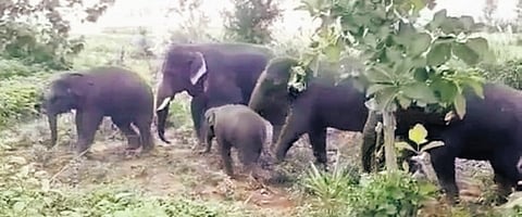 The herd consisting of eight wild elephants including new born calf roaming on the outskirts of Venkatapuram village in Jiyyammavalasa Mandal