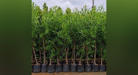 Conocarpus trees