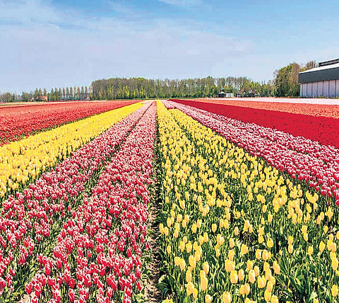 Srinagar Diary | Tulip garden thrown open to visitors