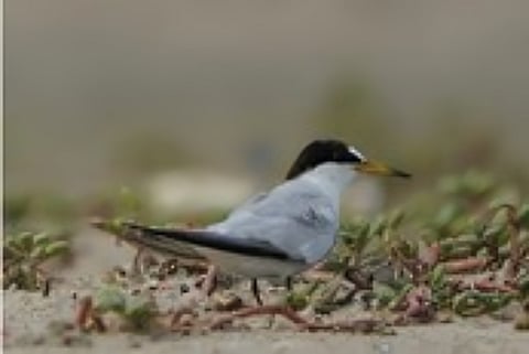 Saundern's Terns found on Adam's Bridge or Ram Set.