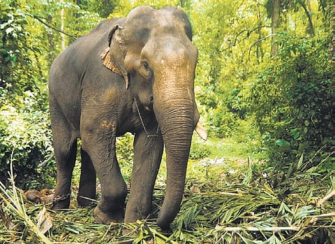 Separated from herd, elephant kills 4 in Jharkhand