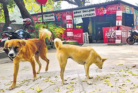 With growing conflicts over stray dogs in urban areas, the question arises: Where do human rights stand in the fight for animal welfare