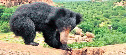 The bear used all the minor forests, scrub areas and revenue patches en route to stay and travelled unnoticed to reach Penukonda in Andhra Pradesh