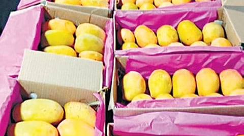Koppal's 15 villages turn into mango hubs, with Kesar mango gaining global recognition.