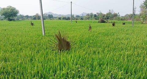 In Dharmapuri, 1,00,930 farmers are beneficiaries of PM KISAN scheme. A total of 62,356 farmers have so far enrolled in the registry.(Representative Image)