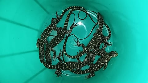 The Nile monitor lizards are one of the largest lizard species in Africa reaching lengths of up to 6.5 ft.