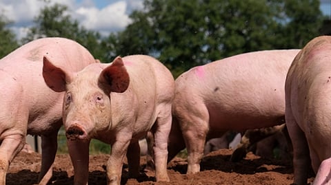 Image used for representational purposes only.