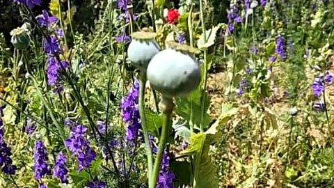Poppy plants.