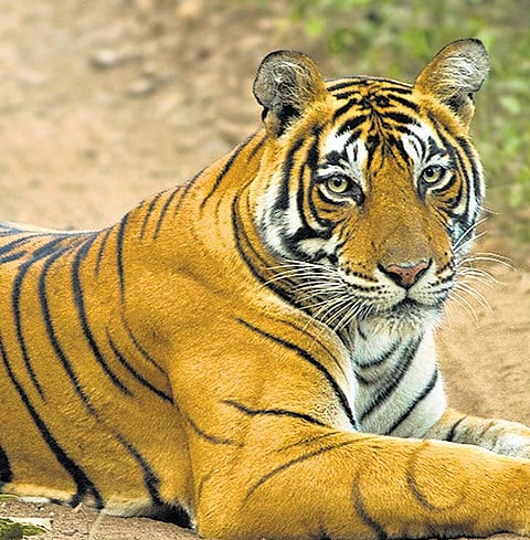 Tigress found dead in Uttarakhand Corbett Reserve