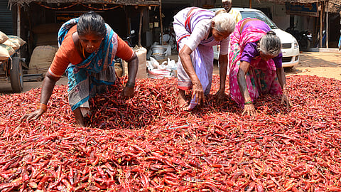 Woman engaged IN drying red chillies at Gandhi Market.