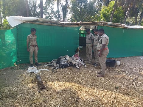 According to forest sources, officials who inspected the shed found only 18 goats dead.