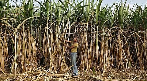 Farmers said lack of quality buds, lack of awareness on pest control, lack of water management techniques and lack of insurance have impacted sugarcane production in the district.