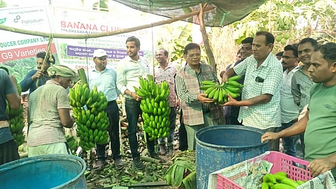 Farmers of Kalampur displaying G9 variety of bananas in Kalahandi.