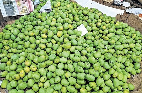 Nunna Mango market mangoes