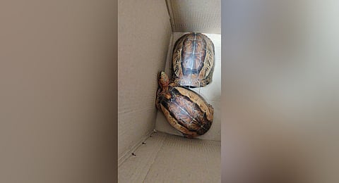 Southern Vietnamese Box turtles that were discovered at the Kochi airport