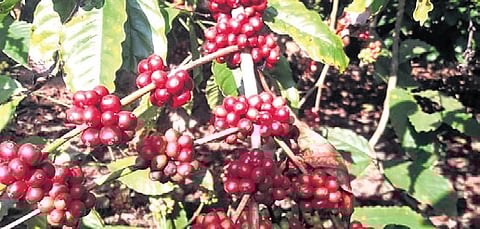 Interestingly, researchers, officials and experts working with the Board have found spaces below arecanut trees also conducive for coffee plantation.