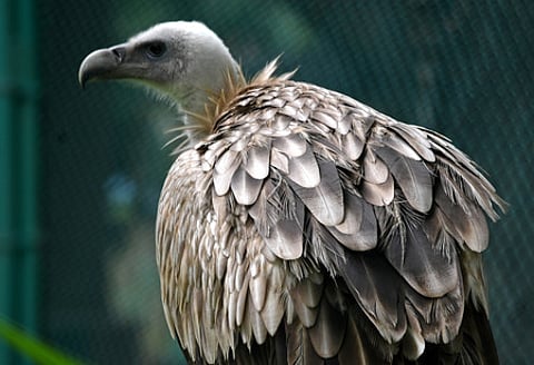 vulture