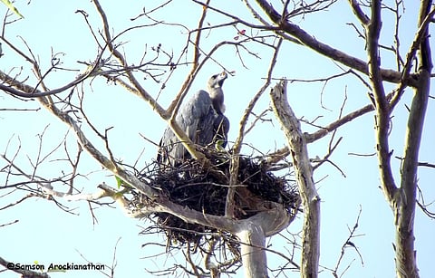 The state forest department released the results of the synchronised vulture survey, and the data show the population grew from 320 to 390.
