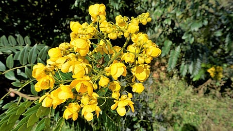 Senna spectabilis, or the ‘manja konna’, an invasive species that has infested the forests of Kerala