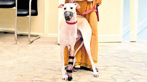 The prosthetic limb was made from durable polypropylene.