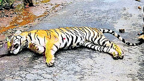 Before the night traffic ban, 91 mammals, 75 birds and 56 reptiles were killed between 2004 and 2007 on NH-766. But after the ban came into force just nine roadkills were reported between 2022 and 2024.