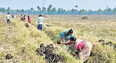 MGNREGS provides 100 days of guaranteed wage employment annually to rural households.