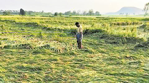 A farmer in his paddy field soaked by unseasonal rains on Monday.