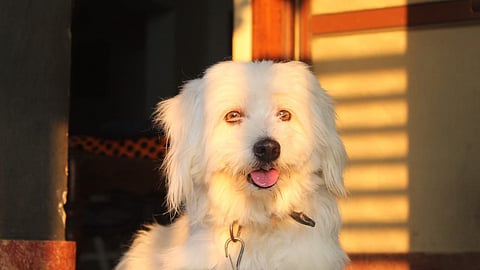 Don’t Furry Be Cool: Summer Pet Care Tips