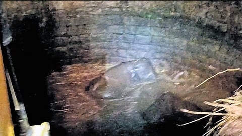 A 15-year-old elephant and a calf fell into a well in Gundalam village when a herd of 27 elephants was being driven away by forest staff.