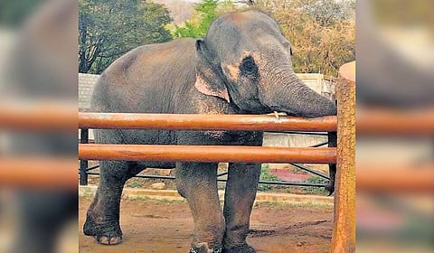 Forest department officials said the jumbo’s health has improved