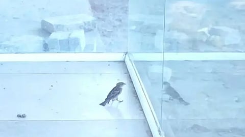 The little sparrow trapped inside the sealed shop.