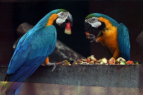 Blue-and-yellow Macaw birds image used for representation