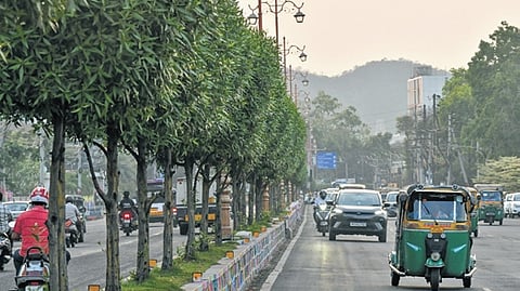 Conocarpus trees seen along the roads in Vijayawada.