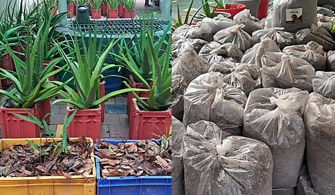 Dry leaves collected after the district authorities decided to ban the on burning them (L); the sacks filled with dry leaves.