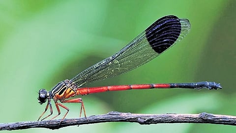 The species belongs to the family Euphaeidae, and has been given the common name Wayanad Torrent Dart.