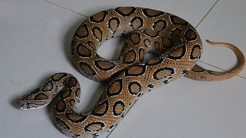 Russell's viper is arguably the clinically most important snake species in the world as it kills and maims more people than any other snake species.