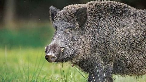 Image of 'wild boar' used for representational purpose only