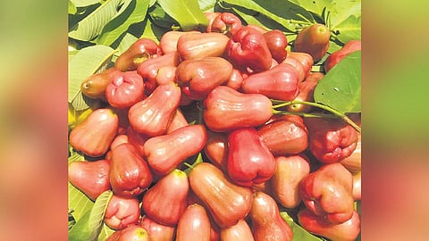 What began as Ayurvedic advice online has ripened into orchards swapped from guava to water apple — a shift as sweet for farmers as the fruit is for fitness freaks.