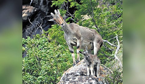 The survey will include threat assessments, carnivore faecal sampling for parasitic studies and field observations.