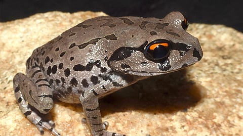 Leptobrachium aryatium