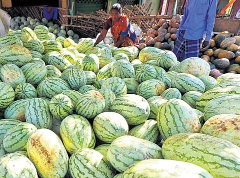 Noting the arrival of Summer sale of Watermelon kicks off in Madurai.