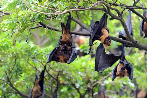 Black flying fox